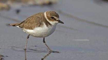 Common Ringed Plover