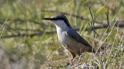 Western Rock Nuthatch