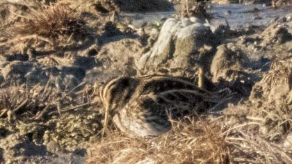 Küçük suçulluğu