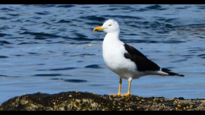 Lesser Black-backed Gull