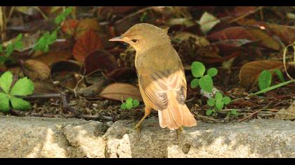 Marsh Warbler