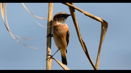 European Stonechat
