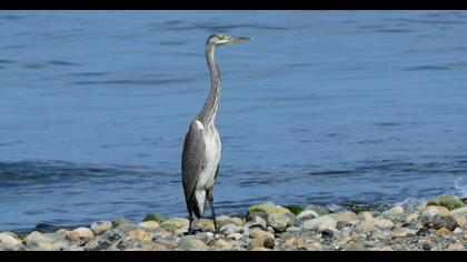 Grey Heron