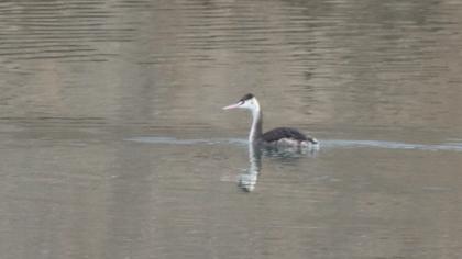 Great Crested Grebe