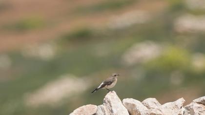 Black-eared Wheatear