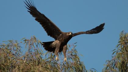 Greater Spotted Eagle