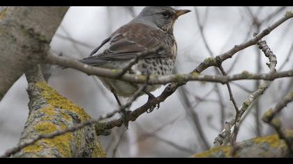 Fieldfare