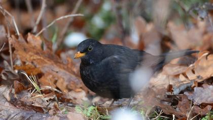 Common Blackbird