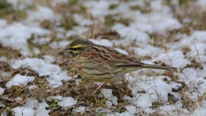 Cirl Bunting