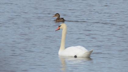Mute Swan