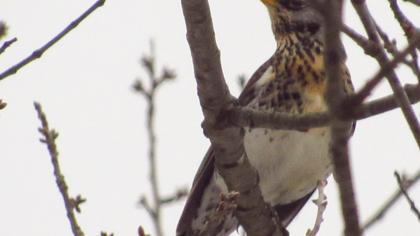 Fieldfare