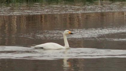 Tundra Swan