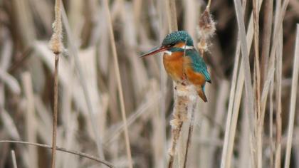 Common Kingfisher