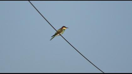 European Bee-eater