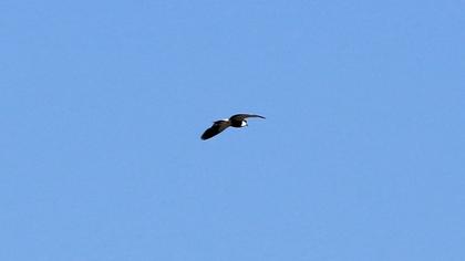 Spur-winged Lapwing