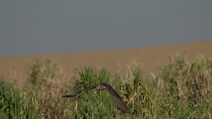 Hen Harrier