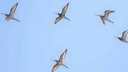 Black-tailed Godwit