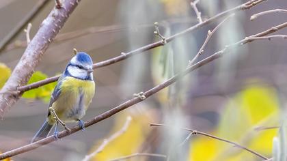 Eurasian Blue Tit
