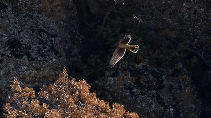 Hen Harrier