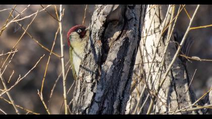 European Green Woodpecker