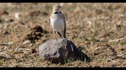 Calandra Lark