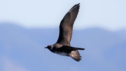Parasitic Jaeger