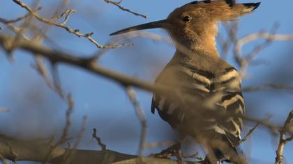 Eurasian Hoopoe