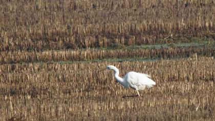 Great Egret