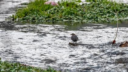 White-throated Dipper