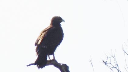 Greater Spotted Eagle