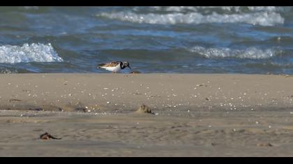 Ruddy Turnstone