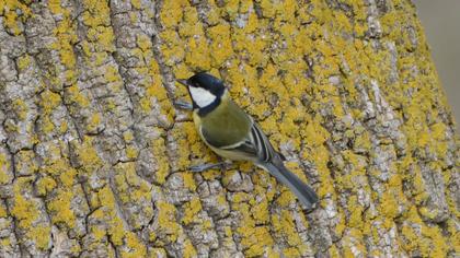 Great Tit