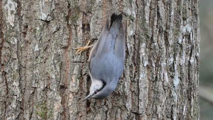 Eurasian Nuthatch