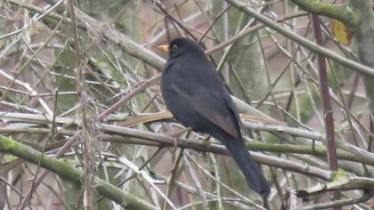 Common Blackbird