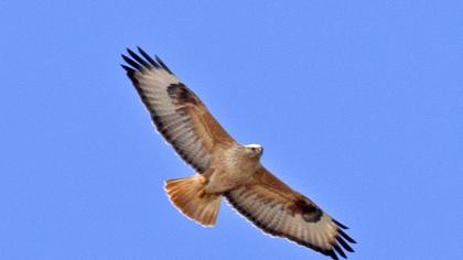 Long-legged Buzzard