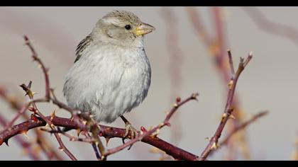 House Sparrow