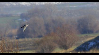 Common Wood Pigeon
