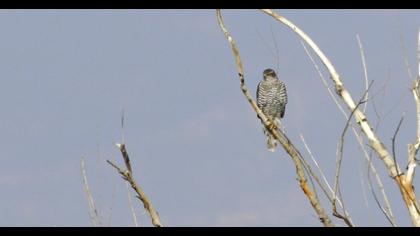 Eurasian Sparrowhawk