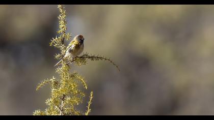 Red-fronted Serin