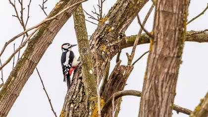 Great Spotted Woodpecker