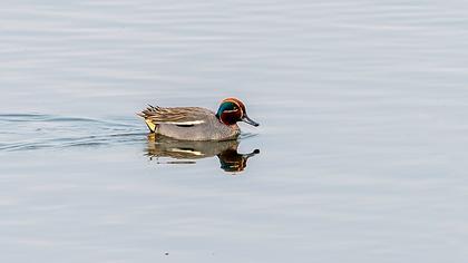 Eurasian Teal