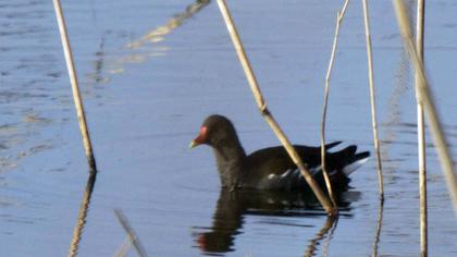 Common Moorhen