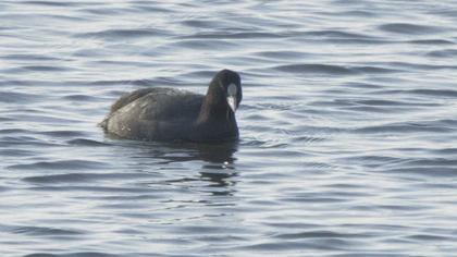 Eurasian Coot