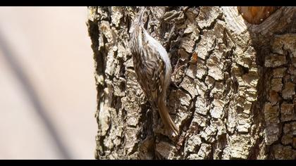 Eurasian Treecreeper