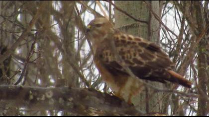 Long-legged Buzzard