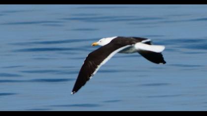 Lesser Black-backed Gull