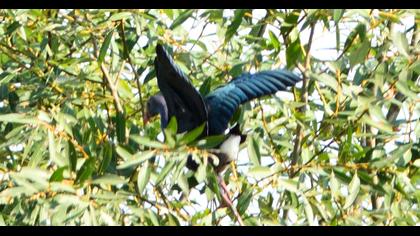 Purple Swamphen