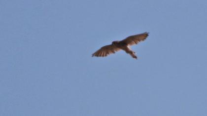 Common Kestrel
