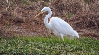 Great Egret