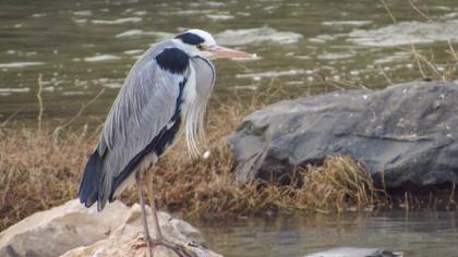 Grey Heron